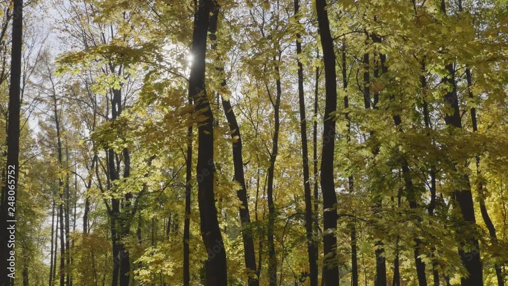 Autumn leaves fall in the forest, natural landscape. Autumn leaves fall in the forest, natural landscape.