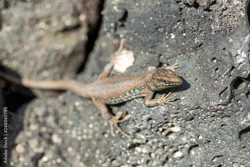 Canary small lizard basks in the sun. Canary small lizard basks in the sun.