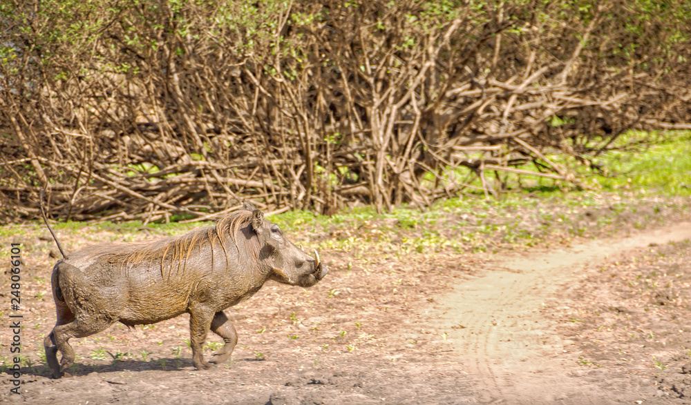 Picture of a warthog in Selous Game Reserve, Tanzania, Africa Picture of a warthog in Selous Game Reserve, Tanzania, Africa