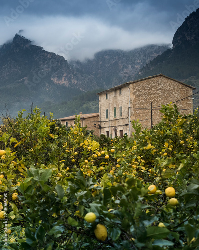 Zitronen in Soller 