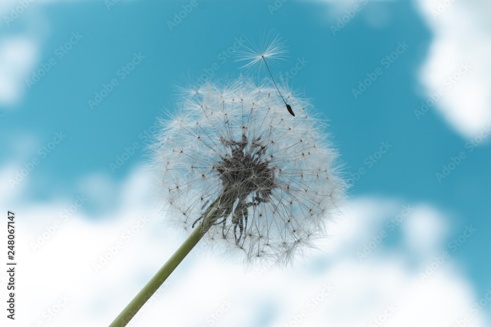 Close-up photo of dandelion and dandelion seed flying away with beautiful blue sky in the background