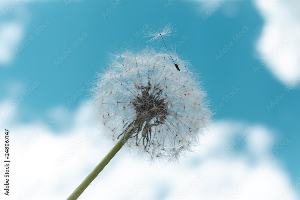 Obraz premium Close-up photo of dandelion and dandelion seed flying away with beautiful blue sky in the background