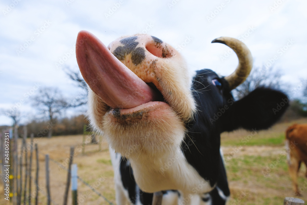 Holstein cow being funny farm animal with tongue out. Stock Photo | Adobe  Stock