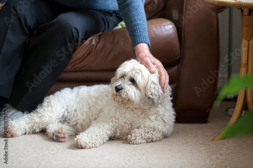 Obraz na plátně Adorable dog which is a mix between shih tzu and bichon frise
