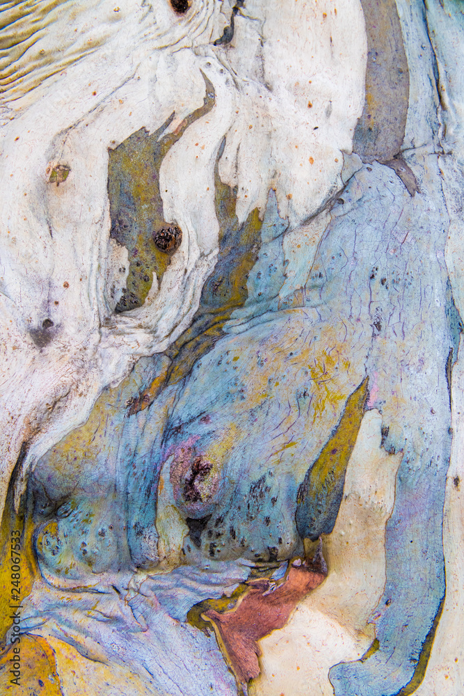Eucalyptus tree bark texture, colourful natural abstract pattern