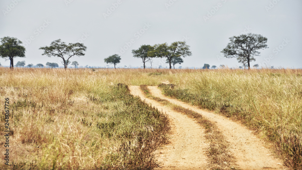 Dirt road in Mikumi National Park, Tanzania, Africa. Dirt road in Mikumi National Park, Tanzania, Africa.