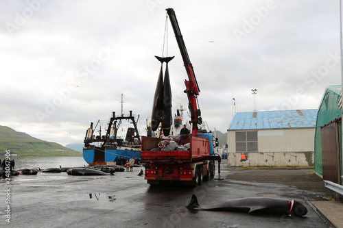 truck unloads dead black dolphins new on the moorage wet pavement Runavik,Faroe Islands.