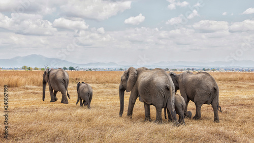 Elephants walking in a row in Mikumi National park, Tanzania, Africa.