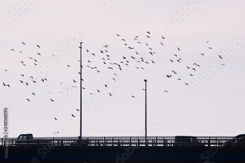 A flock of birds flying in the sky