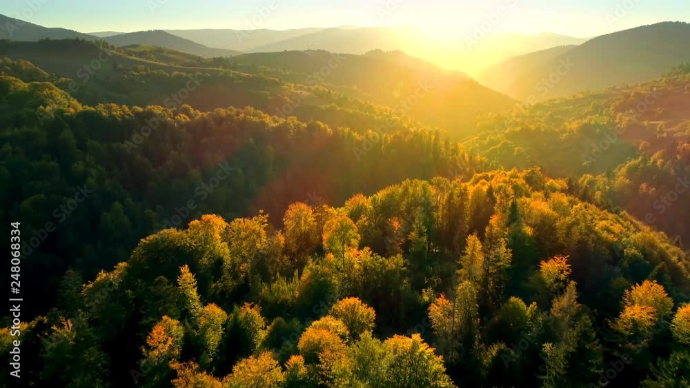 Beautiful Autmn forest shining at sunset. Flying above Colorful mountain flora