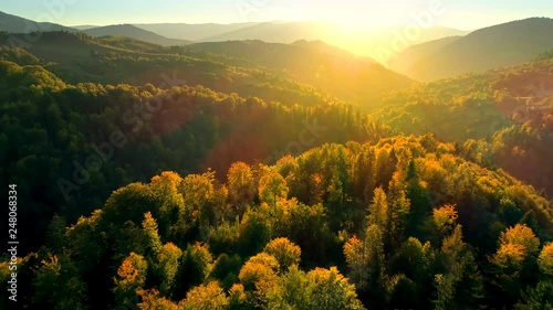 Beautiful Autmn forest shining at sunset. Flying above Colorful mountain flora