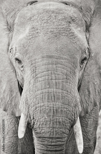  Close-up black and white picture of an African elephant walking towards the camera,taken in Ruaha National Park, Tanzania, Africa.