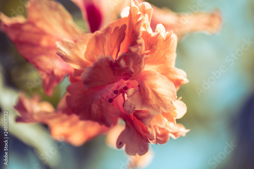 Fototapeta Naklejka Na Ścianę i Meble -  red hibiscus flower