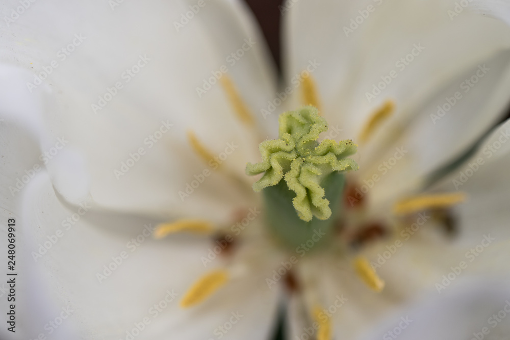 Obraz premium closeup of white flower