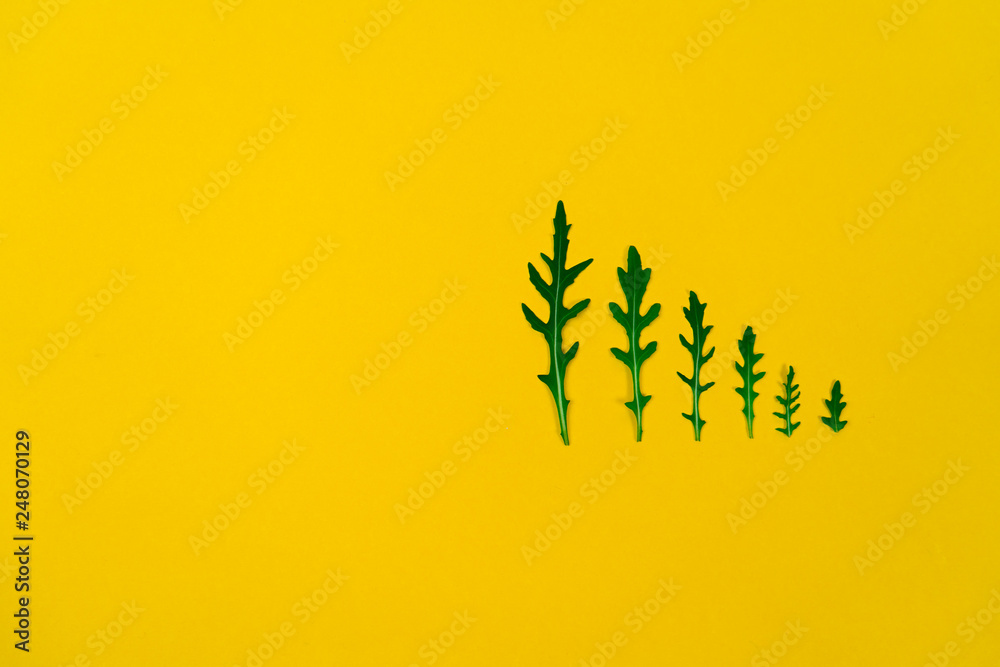 Arugula salad isolated on yellow background. Rucola leaf. From big to small. Pattern. Vegetarian. Healthy food Arugula salad isolated on yellow background. Rucola leaf. From big to small. Pattern. Vegetarian. Healthy food