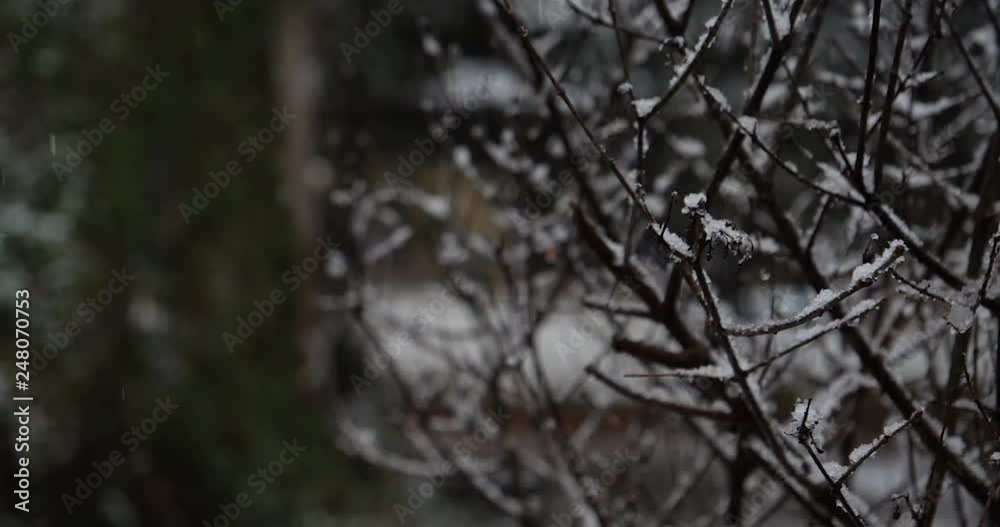 Slow Motion snow falling by bush Slow Motion snow falling by bush
