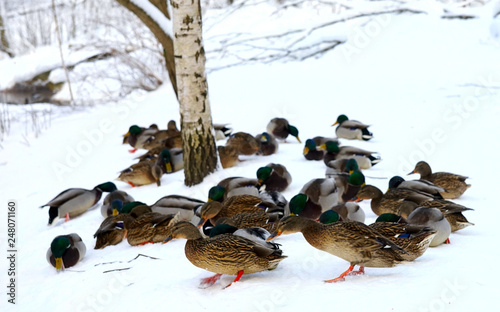 Gray ducks on the snow in the winter forest.