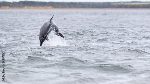 Playful wild bottlenose dolphin tursiops truncatus