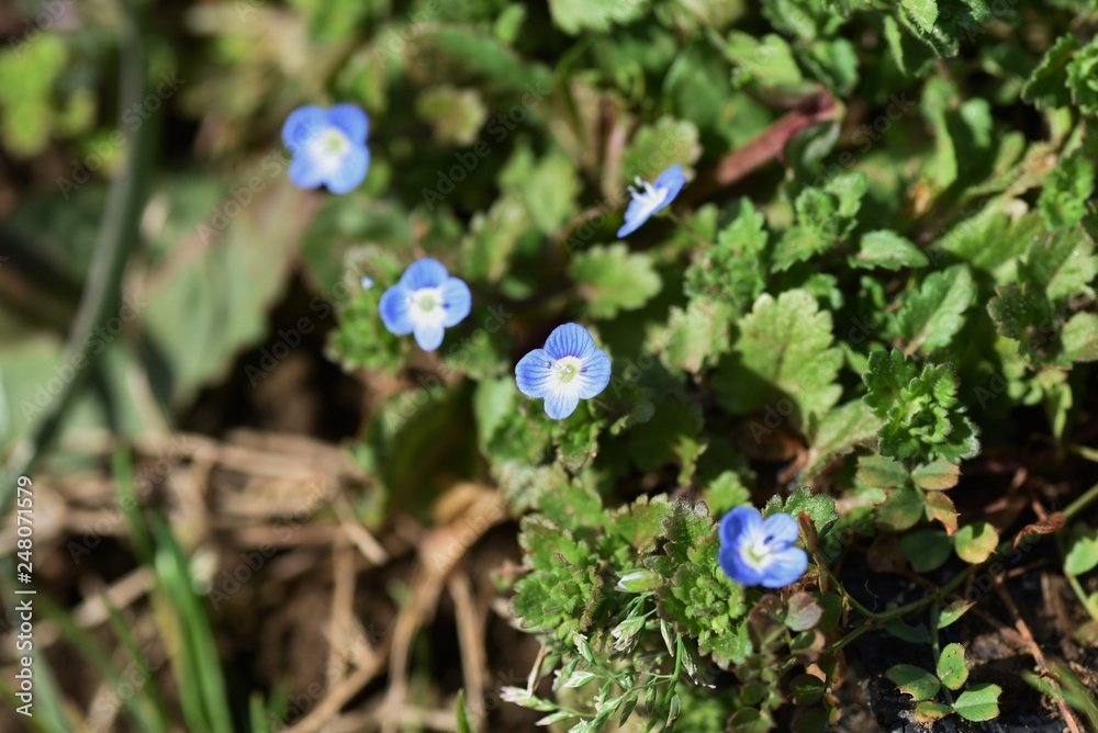 Persian speedwell (Veronica persica) Persian speedwell (Veronica persica)