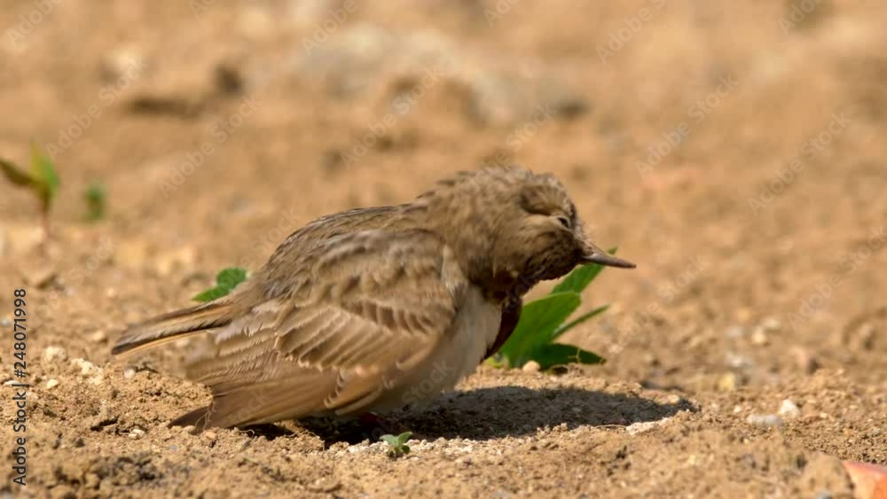 Crested lark (Galerida cristata) preening Crested lark (Galerida cristata) preening