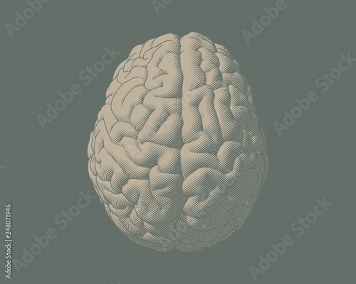 Engraving brain illustration with vintage color style