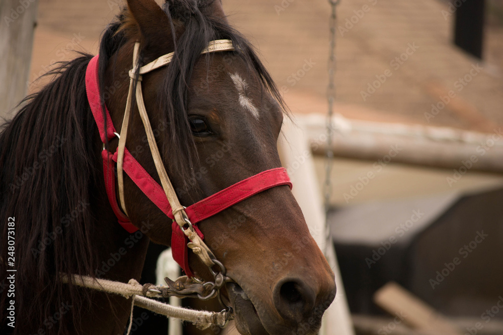 horse's head. Dark horse in harness. close-up horse's head. Dark horse in harness. close-up