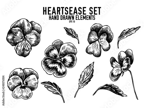 Vector collection of hand drawn black and white heartsease