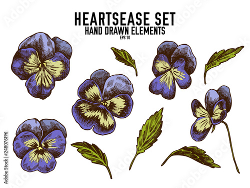Vector collection of hand drawn colored  heartsease