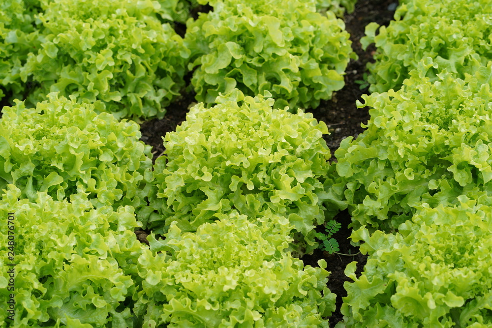 Lettuce farm. Green lettuce plants in growth at field.