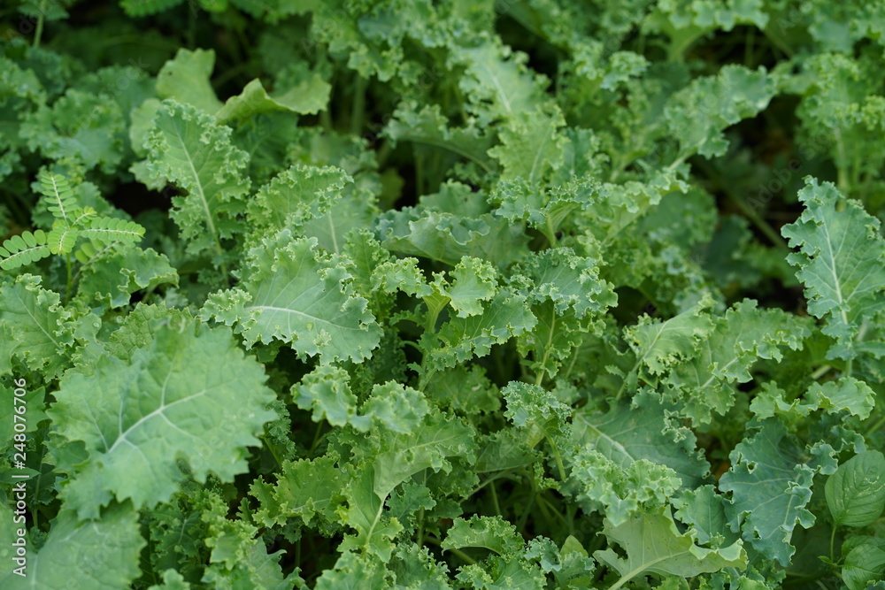 Green curly kale plant in a vegetable garden. Green curly kale plant in a vegetable garden.