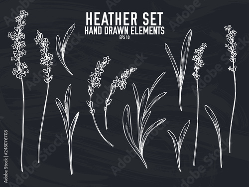 Vector collection of hand drawn chalk heather