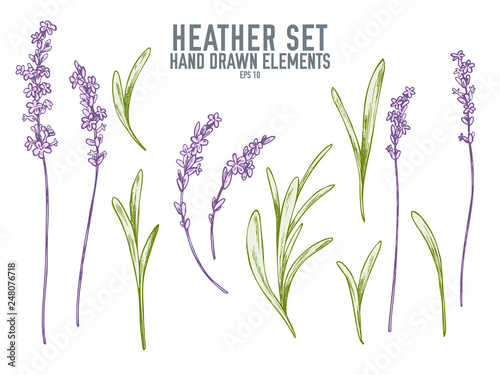 Vector collection of hand drawn pastel heather photo