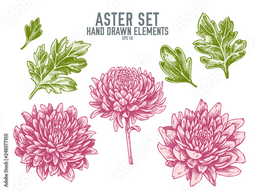 Vector collection of hand drawn pastel aster