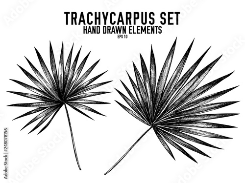 Vector collection of hand drawn black and white trachycarpus