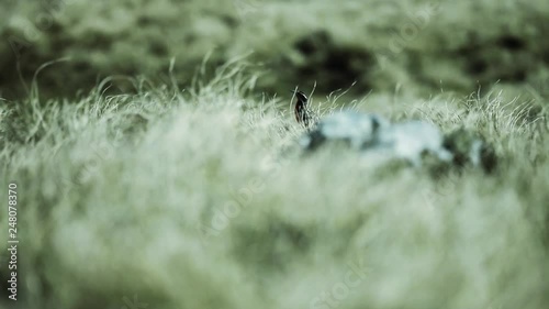 A Long-tailed meadowlark (Leistes loyca) sitting in a Grassy Field in the Falkland Islands (Islas Malvinas). Zoom In. photo