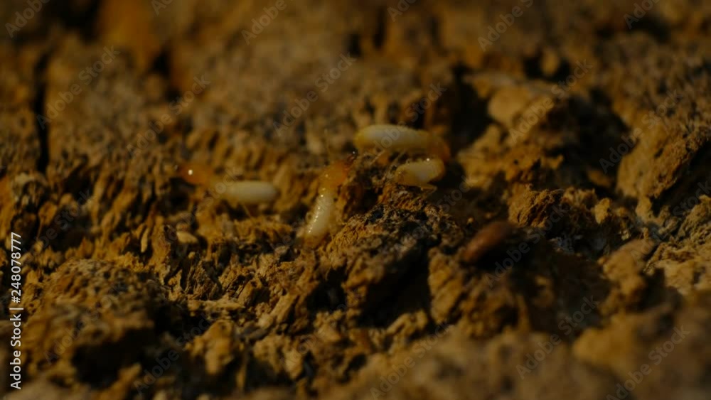 Termite Workers, Small termites, Dry-Wood Termites on the old wood rotting