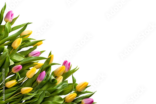 Frame. Flowers tulips. Multicolored tulips on a white background. Isolate on white background. Spring bouquet