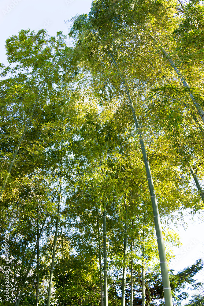 Fototapeta premium 公園の竹
