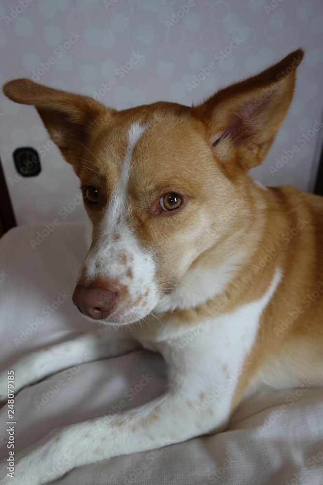 Obraz premium 牧羊犬
