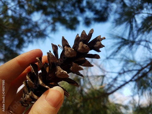 pine cone in hand