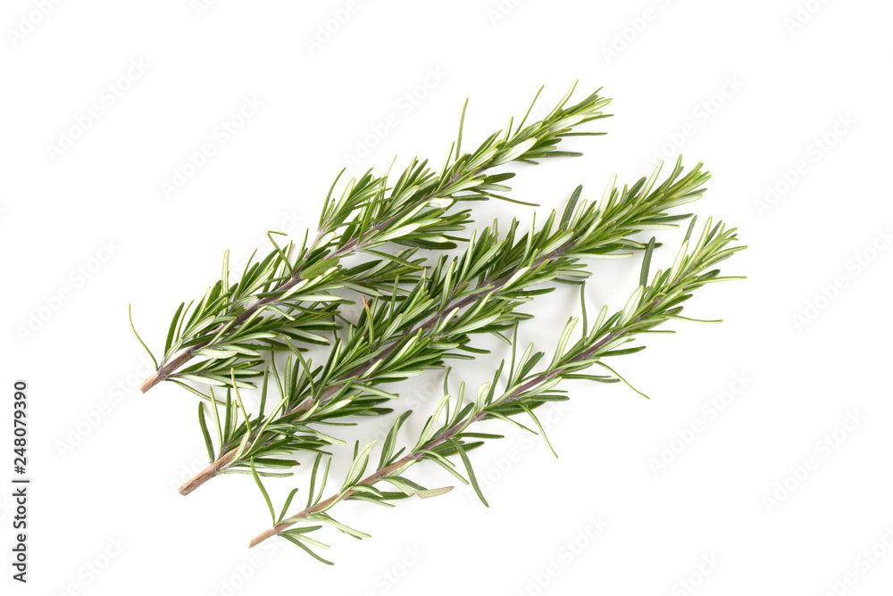 Fototapeta premium ローズマリー