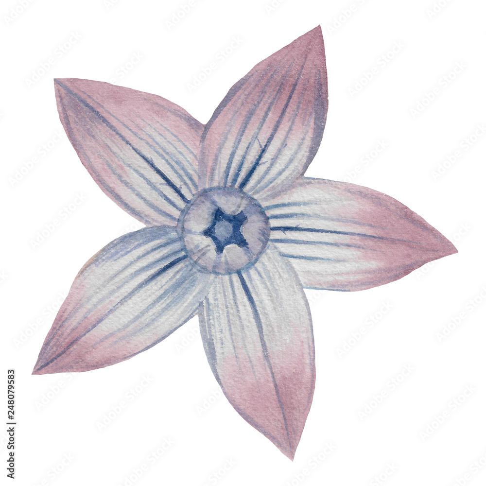 Watercolor flower isolated on white background. Hand draw watercolor illustration. Design element.