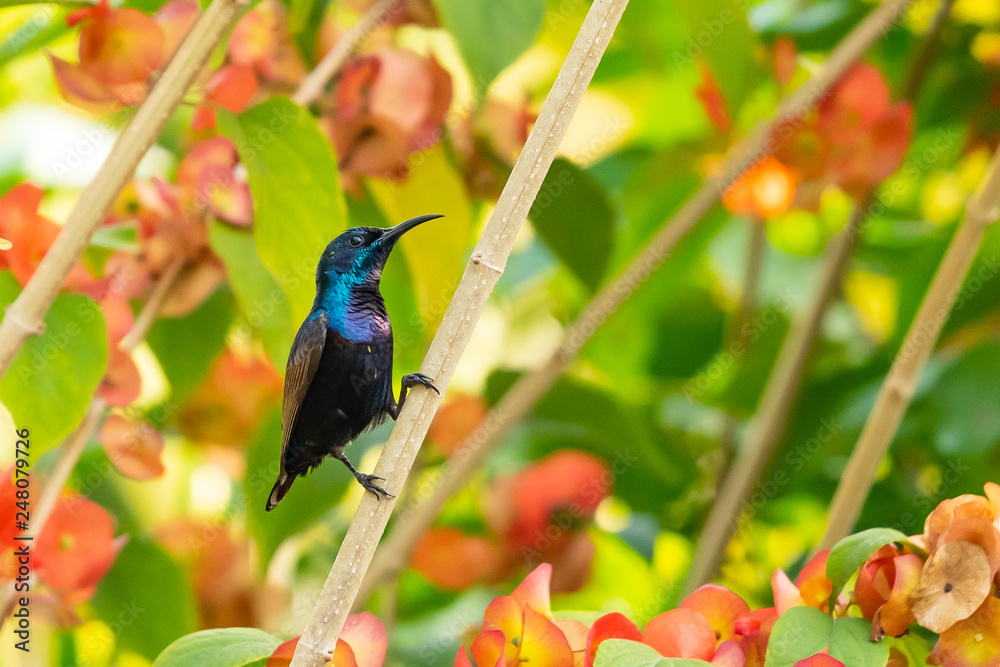 Obraz premium Male Purple Sunbird perching isolated on Orange Chinese Hat Plant