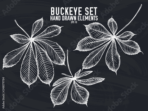Vector collection of hand drawn chalk buckeye