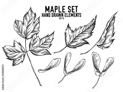 Vector collection of hand drawn black and white maple