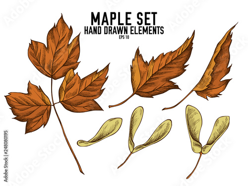 Vector collection of hand drawn colored  maple