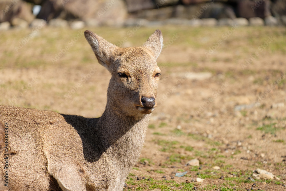 奈良公園　鹿　冬　動物　観光地