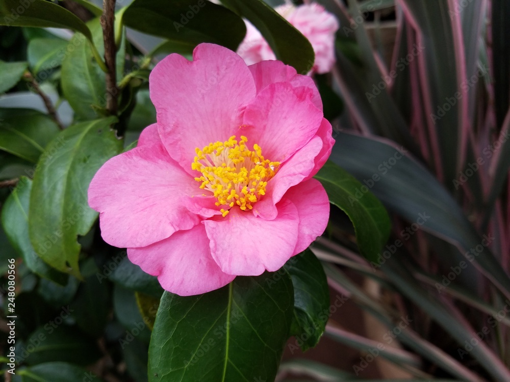 Obraz premium pink flower