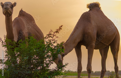 Camels eating at end of the day