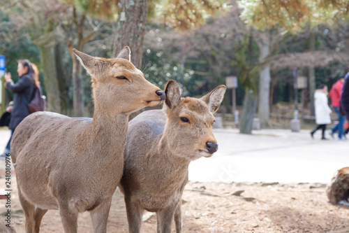 奈良公園 鹿 冬 動物 観光地